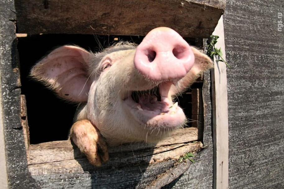 Сытая и счастливая свинья